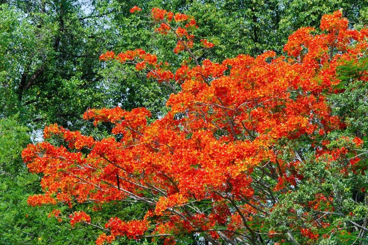 Zierbäume als Blickfang im Garten: Gestaltungsideen für jeden Stil