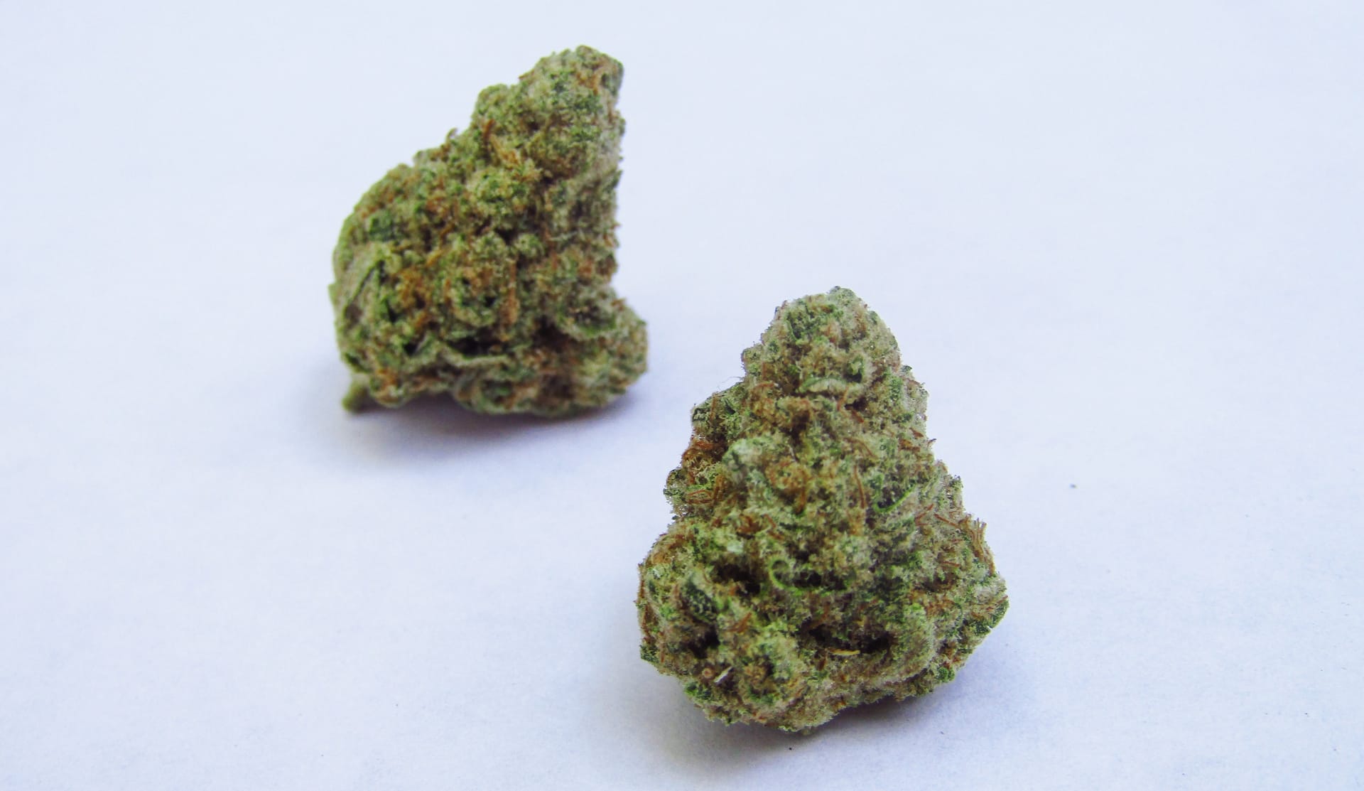 Wie Cannapot nur die besten Marihuanasamen auswählt