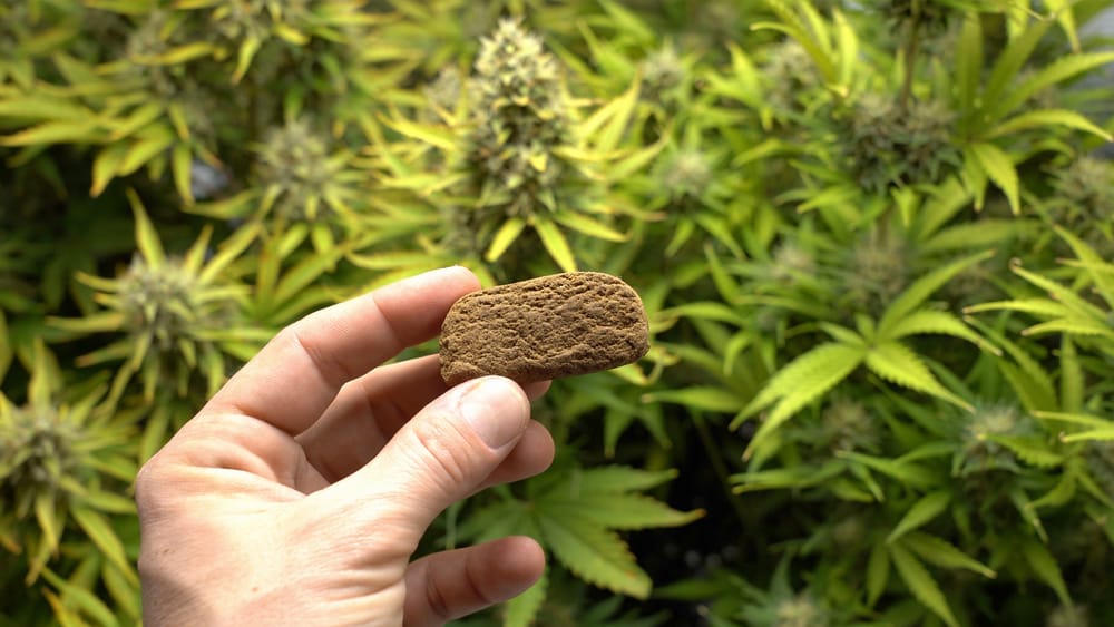 THCA-Hasch leicht gemacht: Kaufen Sie hochwertiges Dry Sift Hash mit schneller, diskreter Lieferung von Hempli