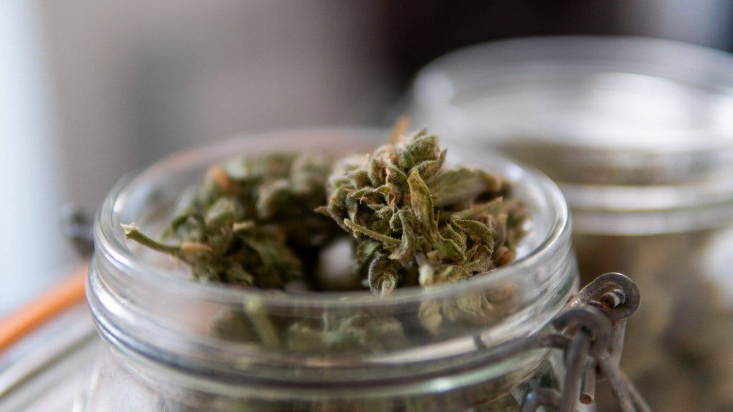 So funktioniert die Keimung richtig – Cannabissamen kaufen legal in Deutschland
