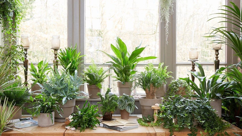 Blumen und Pflanzen für jedes Zimmer – Perfekte Dekoration